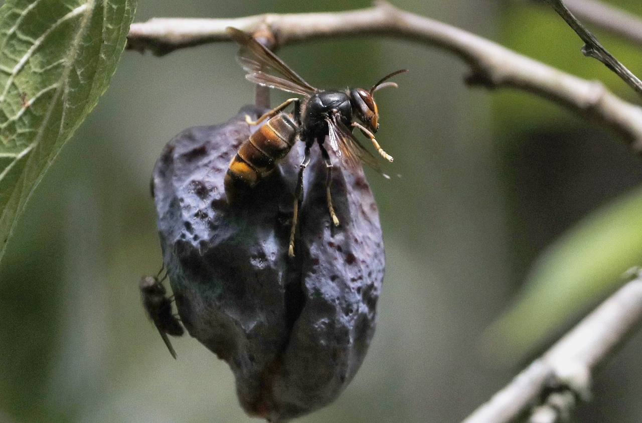 La avispa velutina o asiática, una especie invasora que sigue avanzando en España