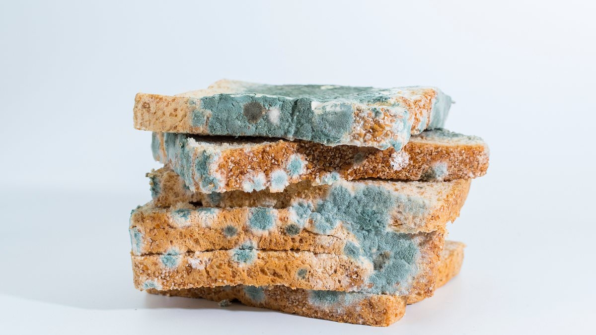 Un toxicólogo revela los alimentos que NUNCA debes comer si están enmohecidos: podría provocar daños en los órganos o cáncer.