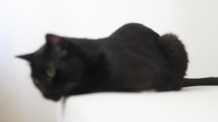 ¡Este gato descubre nuevos virus!