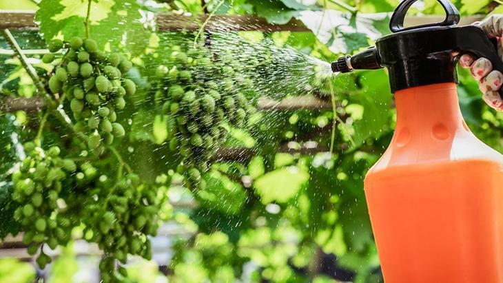 It causes attention deficit! The invisible threat of healthy nutrition: Pesticides