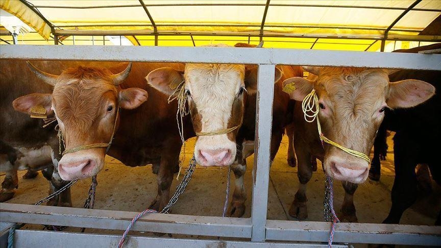 Todos los mercados de animales en Turquía están cerrados: ¡Una noticia sorprendente para los precios de la carne!