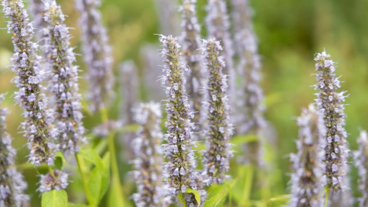 The little-known aromatic herb in Spain that helps improve digestion and reduces bloating