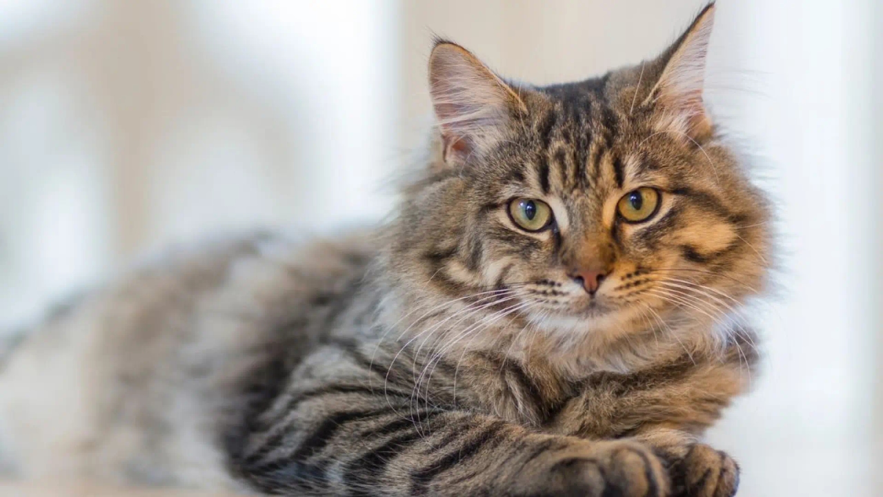 Spanish scientists recreate cat hearts in 3D to prevent blood clots in humans and animals.