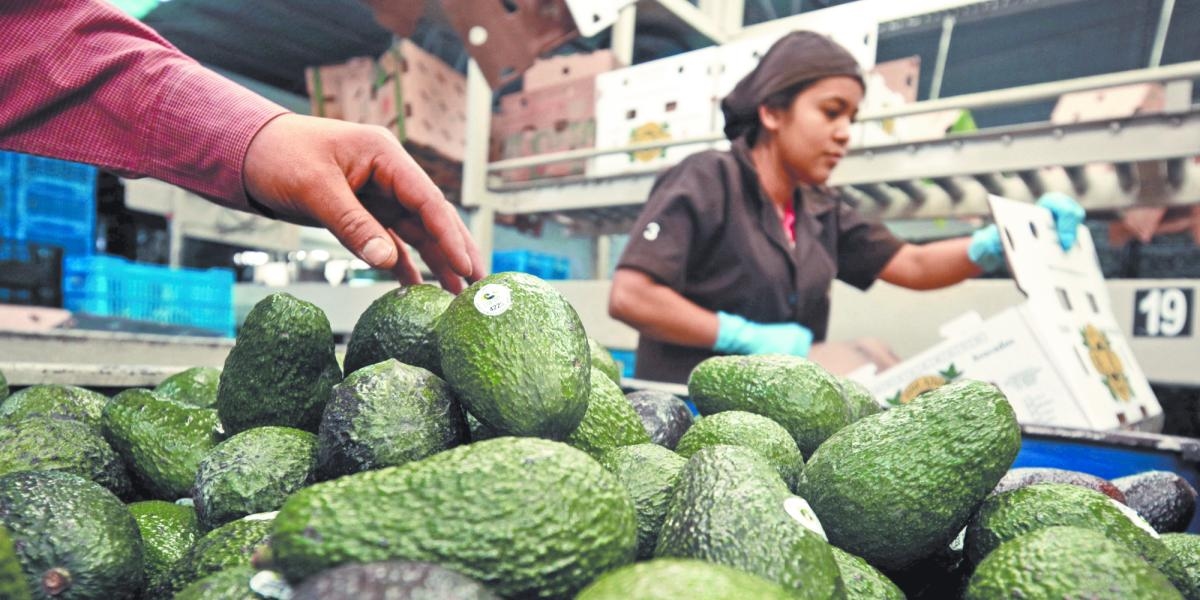 Es wird erwartet, dass die Avocado-Exporte Mexikos im Jahr 2025 einen Rekordwert von 4 Milliarden US-Dollar erreichen werden.
