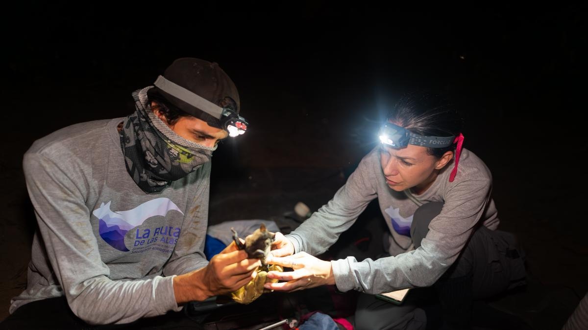 The Route of Wings: the pioneering initiative that seeks to protect bats in Colombia
