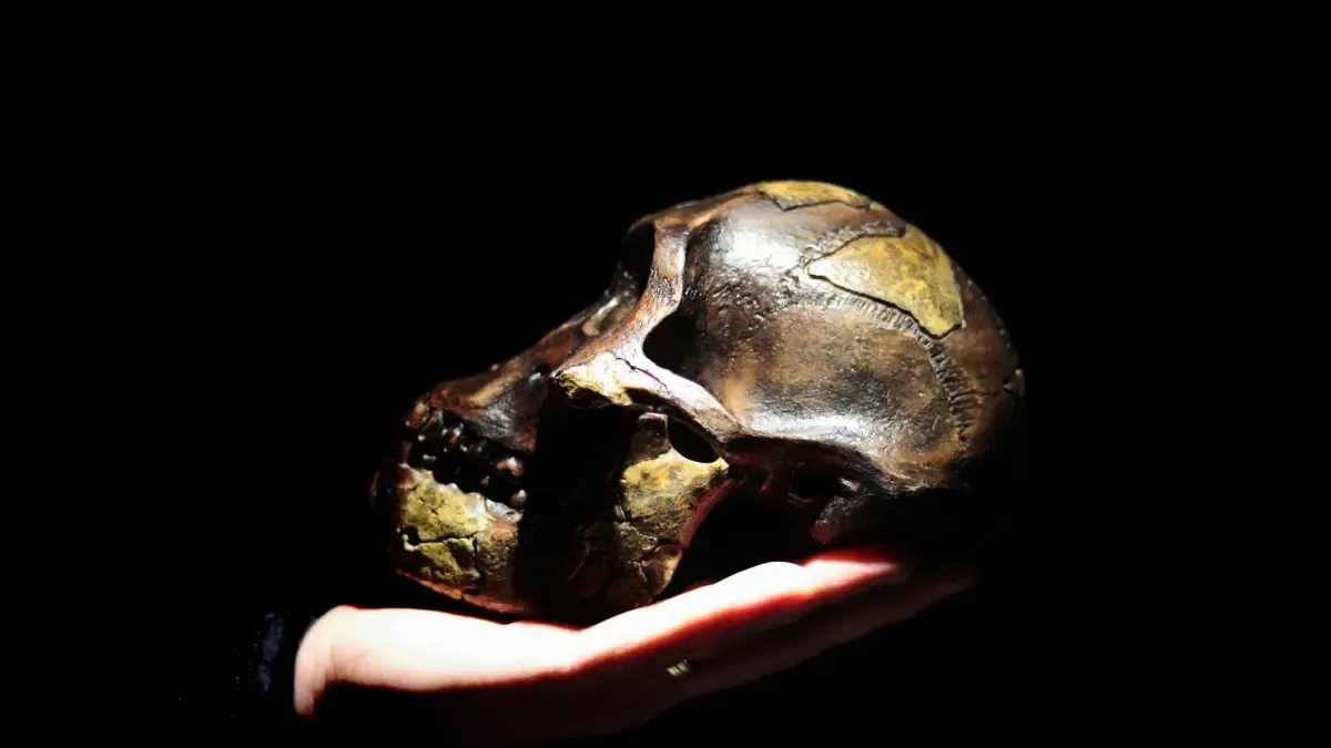 Ünlü hominid Lucy'nin kemikleri ilk kez Etiyopya'dan Avrupa'ya gönderilecek.