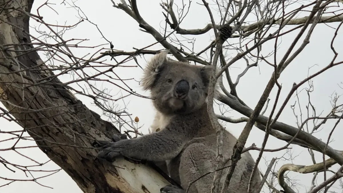 Koalalar zamanlarının yalnızca %1'ini yerde geçirmelerine rağmen, bu durum ölüm oranlarının artmasıyla bağlantılıdır.