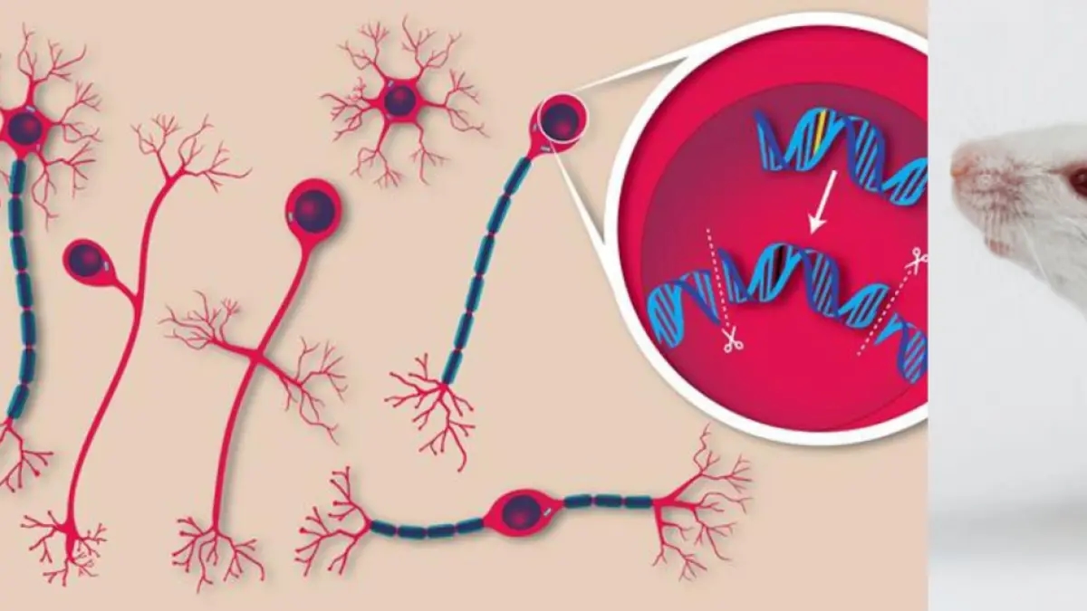 Genetische Mutationen, die eine extrem seltene neurologische Erkrankung verursachen, werden bei Mäusen durch DNA-Editierung korrigiert.
