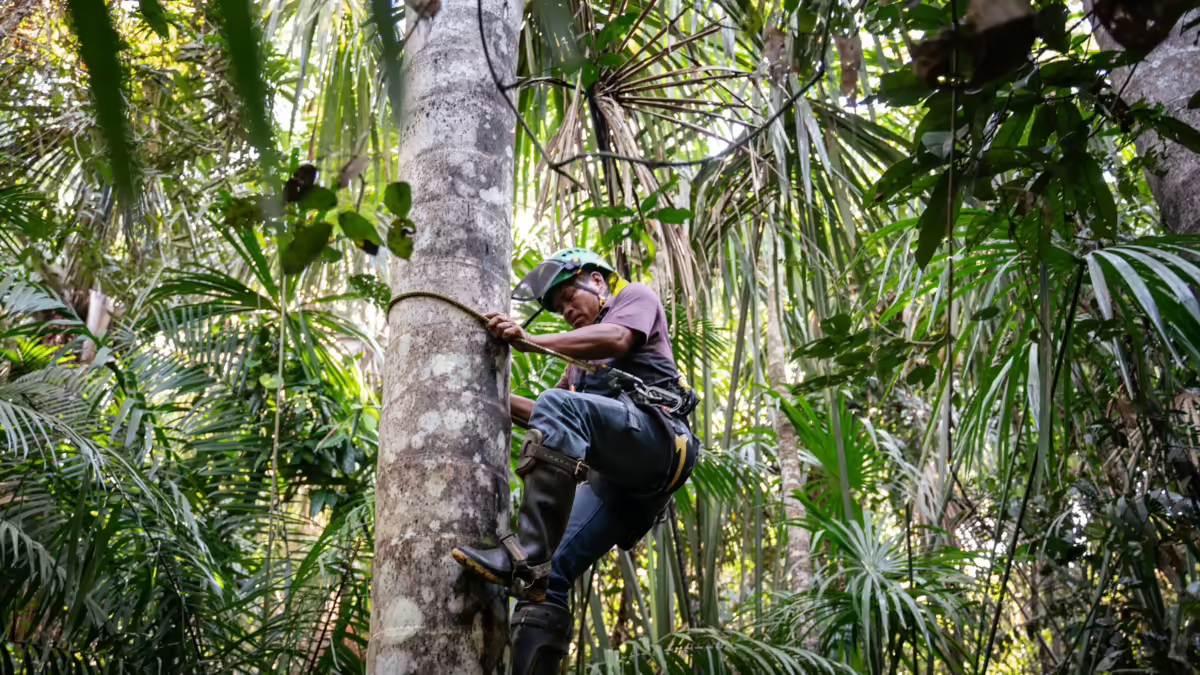 Peatlands, some of the world's largest carbon reservoirs, are protected in the Peruvian Amazon by communities.