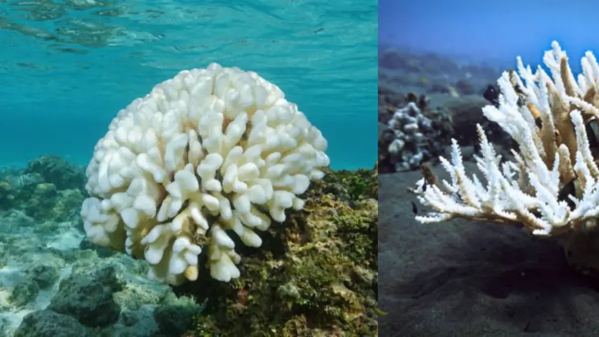 What is coral bleaching and why is it so serious?