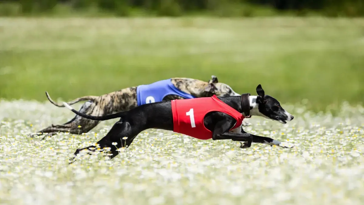 Köpek atletizmi tüm köpekler için uygun değildir: akılda tutulması gereken öneriler