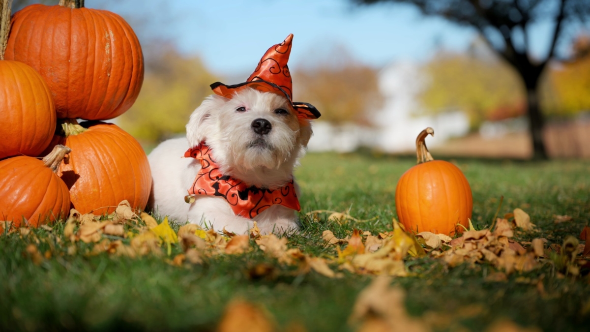 Cómo evitar intoxicaciones en mascotas durante Halloween: guía de expertos veterinarios