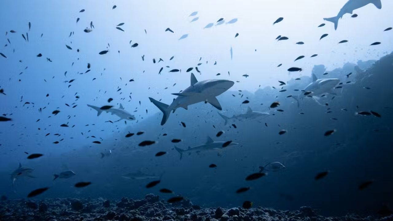 Sharks freeze when you turn them upside down