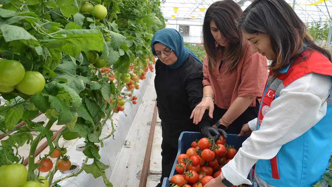 This year, its third harvest has begun: It is grown with volcanic slag...