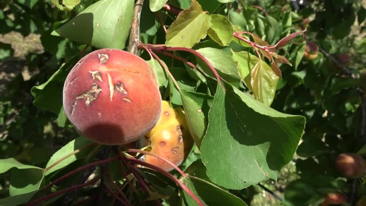 Special type of apricot was negatively affected by hail