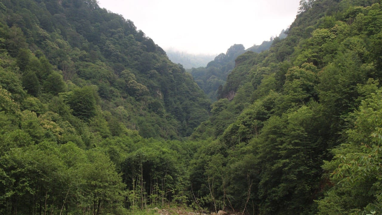 Forests are under the control of capital by the AKP order