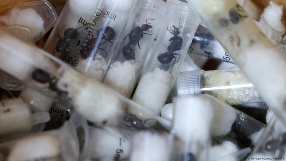 Small-scale smuggling: 5,000 ants and a global problem