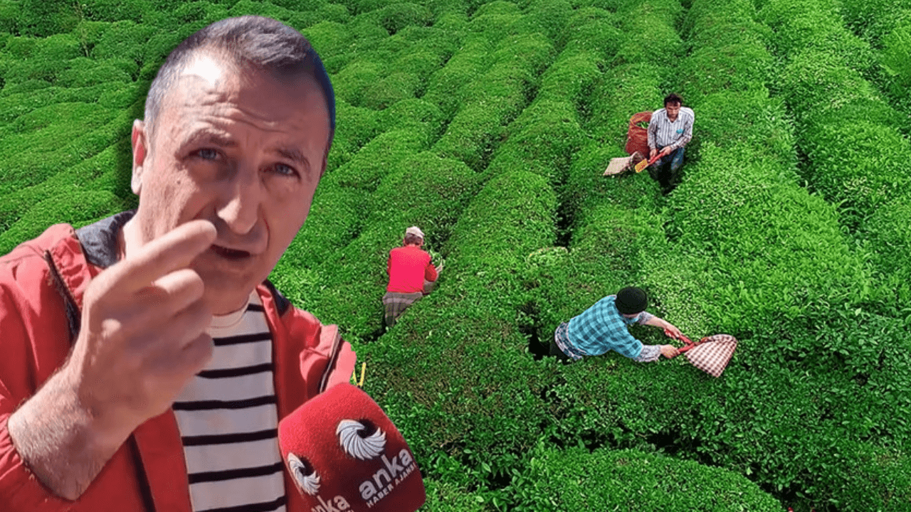 Tea producers protest over price: Isn't our labor worth as much as a chip?