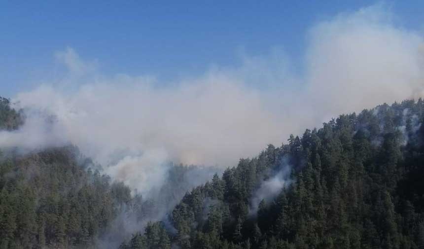 He pulled a prank on his friend and burned 92 hectares of land