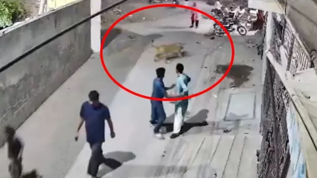 Duvarı aşan aslan dehşet saçtı! Kadını ve çocuklarını yaraladı