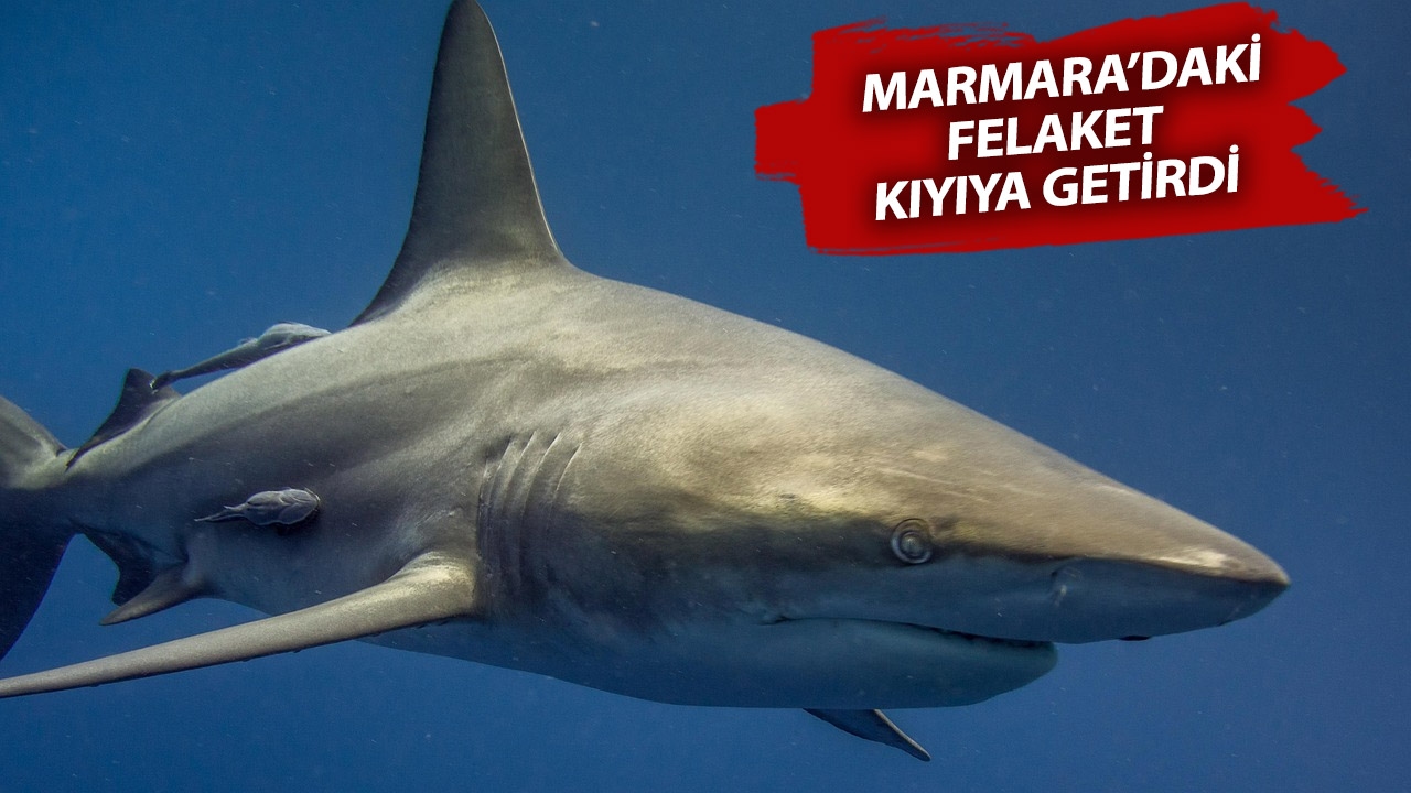 ¡Alerta de tiburón en Caddebostan! ¿Atacará un tiburón la orilla?