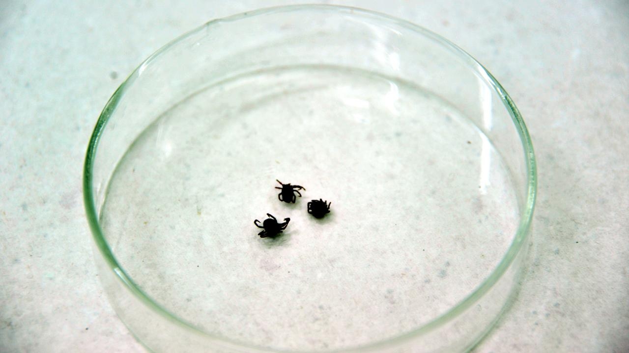 Light-colored, fully body-covering clothing is recommended to prevent ticks.