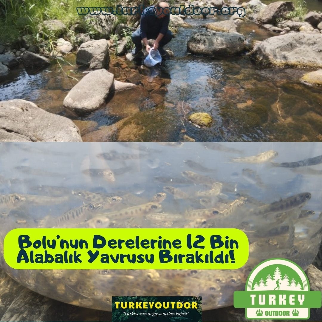 Bolu’nun Derelerine 12 Bin Alabalık Yavrusu Bırakıldı!