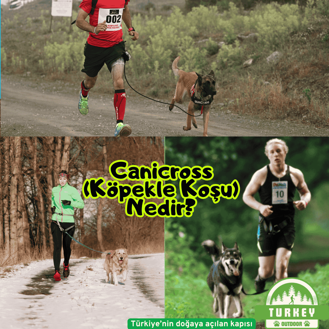 ¿Qué es el Canicross (Carrera de perros)?