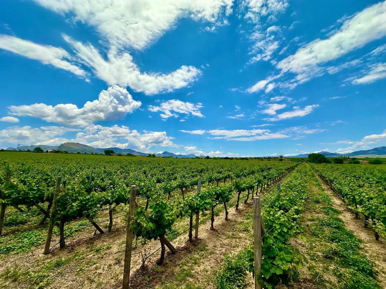 Tuscany with a magical side: the taste of Bolivia's wine region