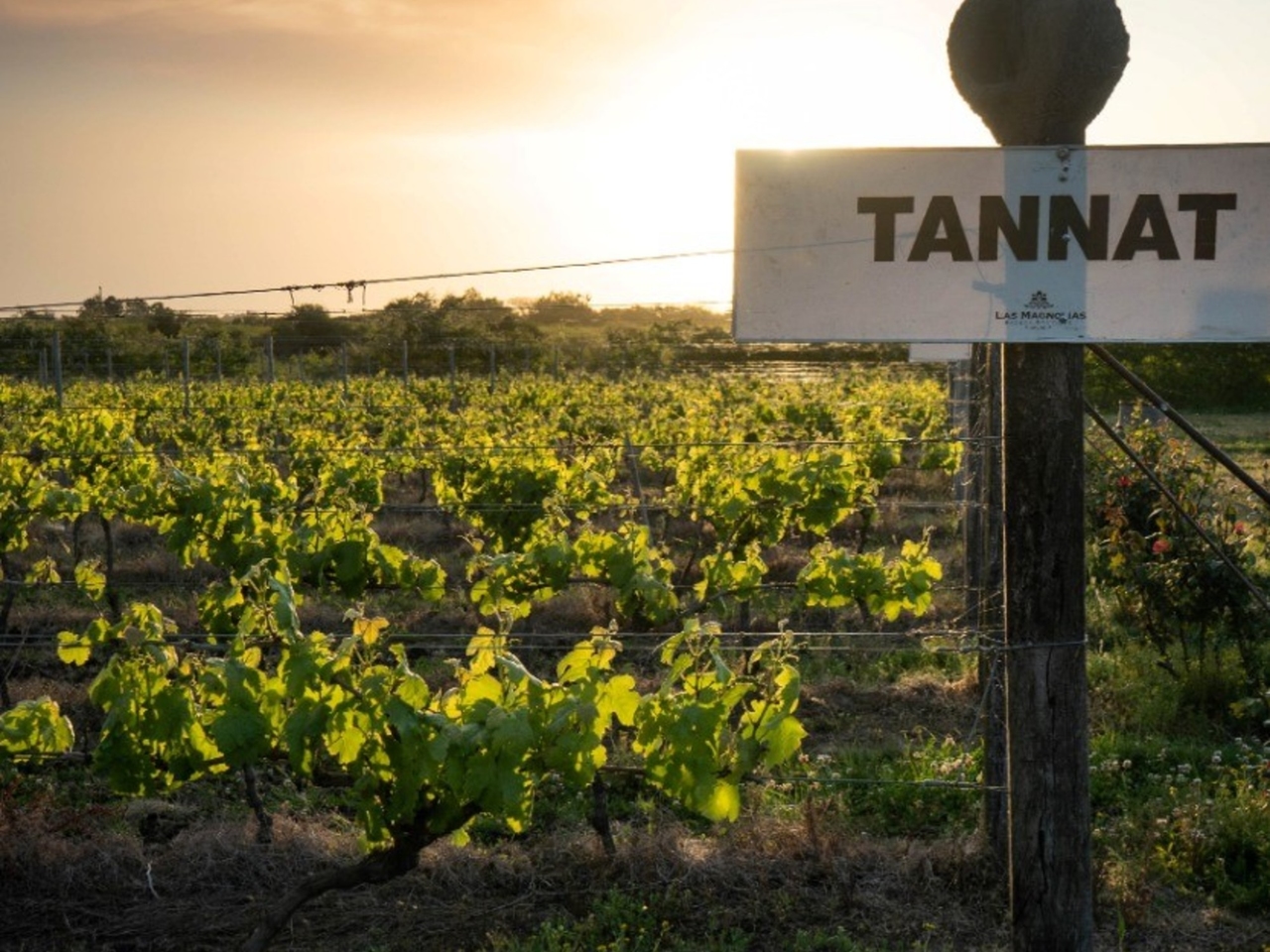 Gualeguaychú'daki Şarap Rotası: Şarap imalathanelerini ziyaret etme, tadım yapma ve hatta üzüm bağlarının manzarası eşliğinde uyuma seçenekleri