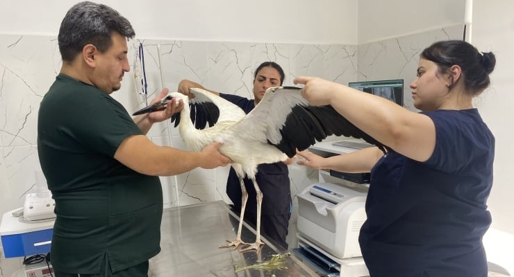 Уставший аист находится под защитой в Манисе