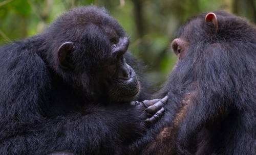 Chimpanzees not only heal their own wounds but also provide first aid to others.