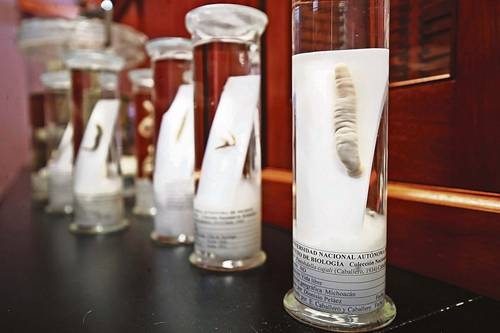 “Sülükler tıbbın müttefikidir, ancak Meksika’da önyargılar nedeniyle kullanılmazlar.”