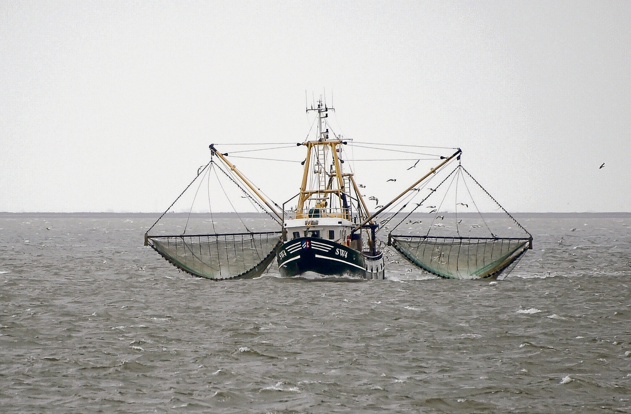 Maritime economy | Fishermen, an endangered species