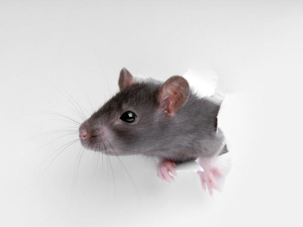 Few people know this, and it's important: what noise scares rats away?