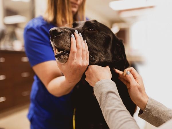 How valued do veterinarians feel today?