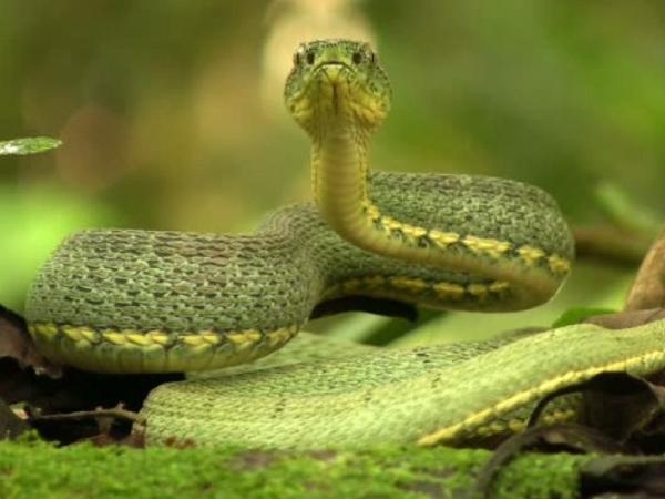 How do you prevent exposure to snakes? Follow these recommendations.