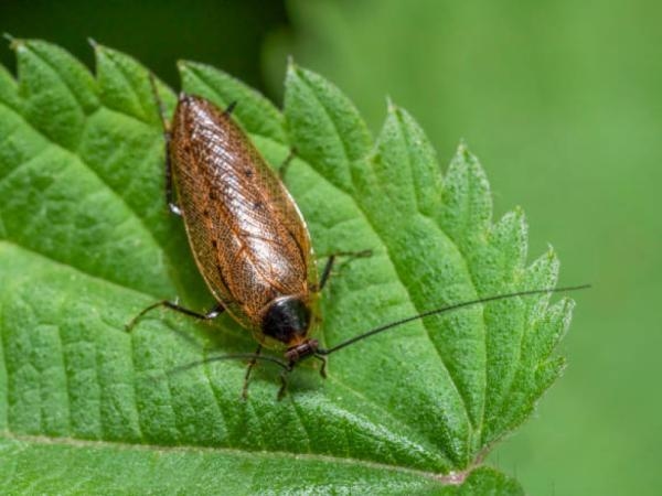 Which plants attract cockroaches in your home? There are several, so be careful.