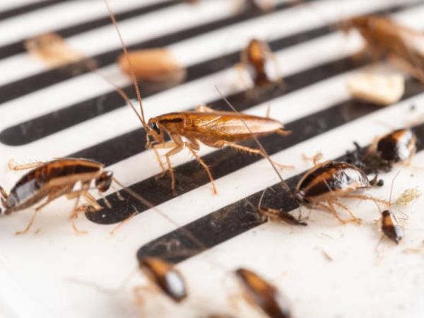 4 Dinge, die Sie tun sollten, um Kakerlaken in Ihrem Zuhause zu vermeiden
