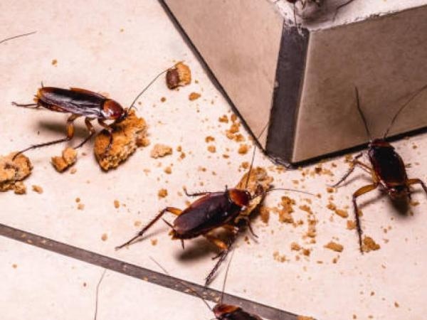 Vertreiben Sie sie aus Ihrem Zuhause: Welchen Geruch hassen Kakerlaken?
