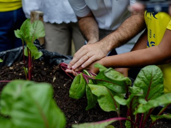 Why basil is a must-have in your kitchen? Experts recommend it.