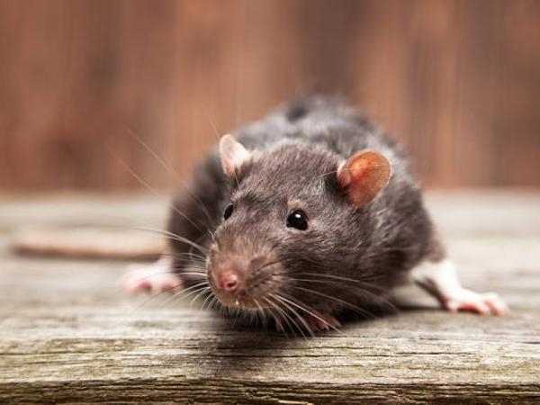 The well-known ingredient you have at home and is an 'effective' rat poison
