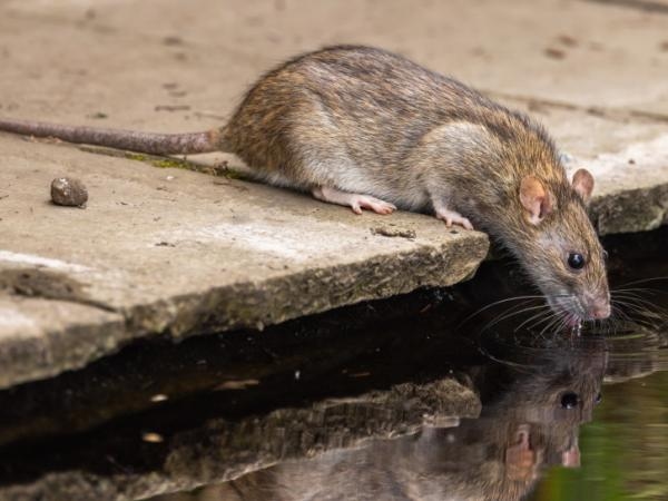 7 tips to get rid of rat infestations once and for all