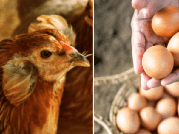 Science reveals one of life's enigmas: did the chicken or the egg come first?