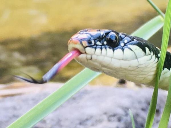 What smell do snakes hate? The 5 scents they 'always hate' that scare them away