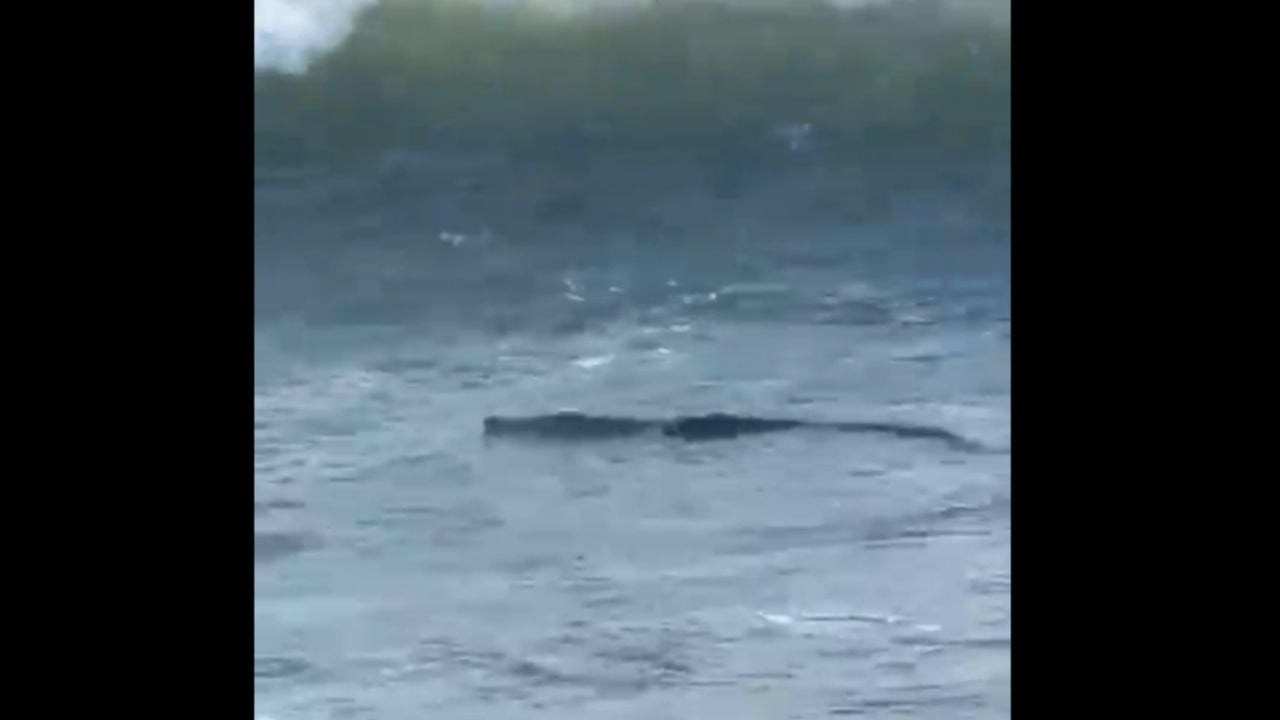 Acapulco'nun Diamante bölgesinde timsah yakalandı (Video)