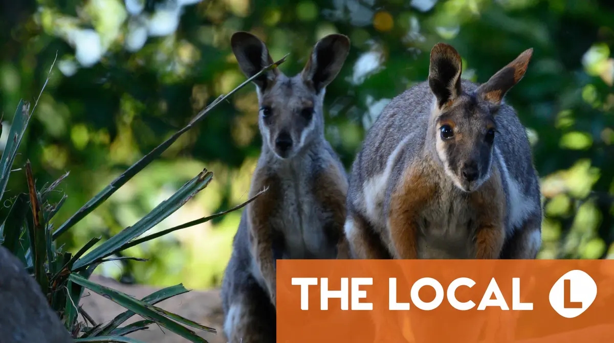 Three wallabies rescued from Spanish cannabis farm hell