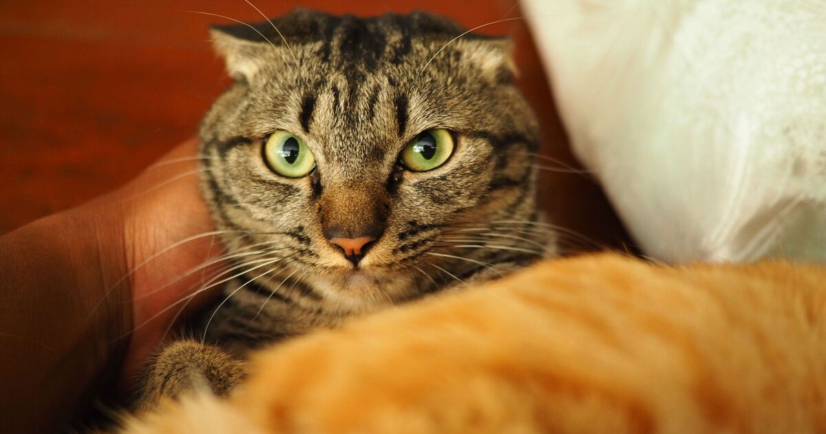 What cats really think when you leave house and if they miss you
