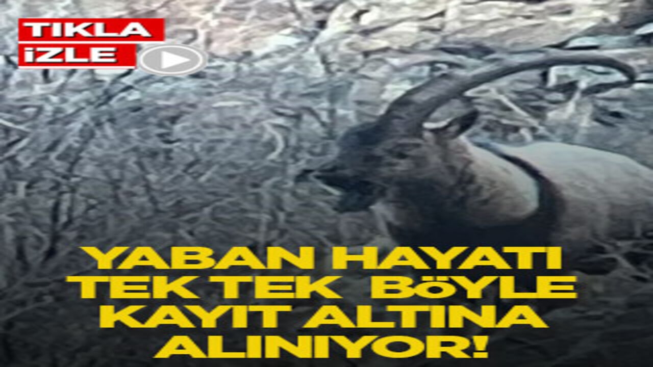 Yaban hayatı tek tek böyle kayıt altına alınıyor!