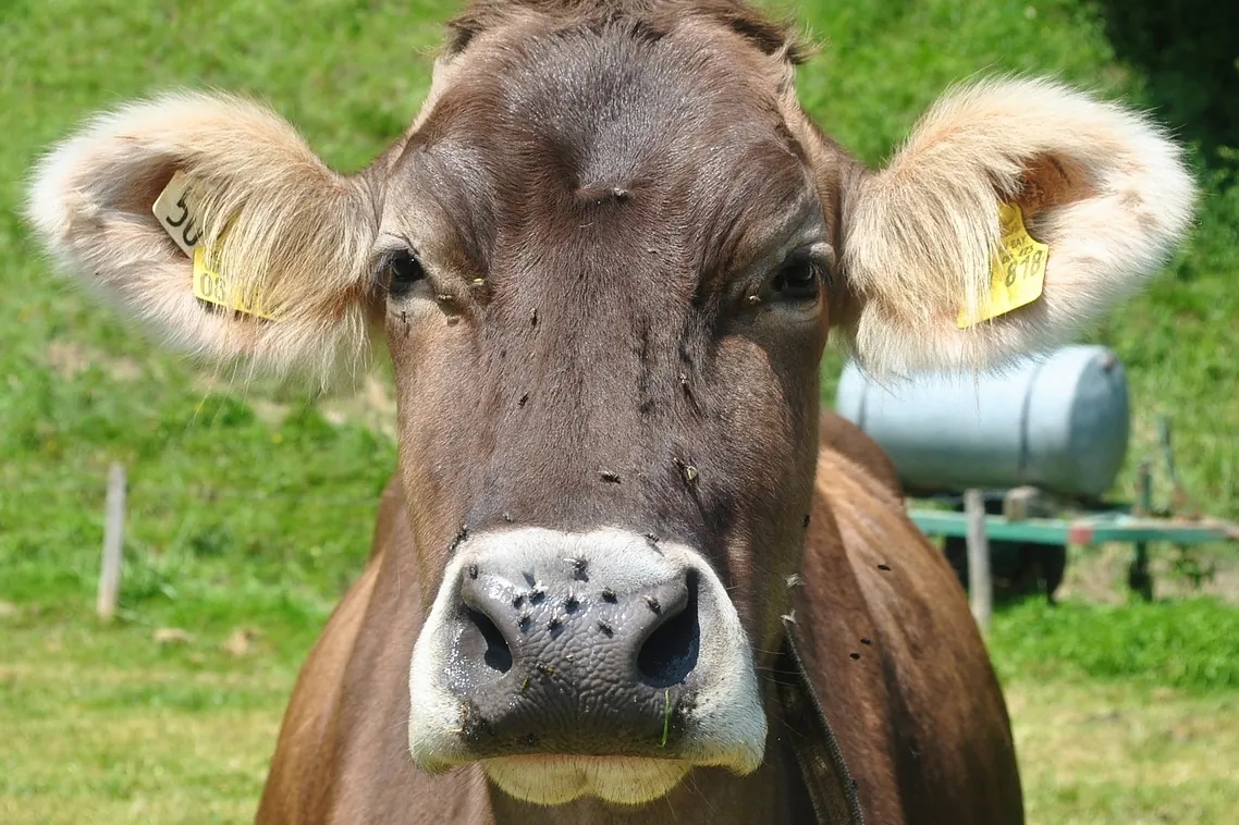 Desde Estados Unidos, que debe castrar 600 millones de moscas po semana para salvar a sus vacas, hasta las tierras raras: ¿son raras de verdad? ¿O solo chinas?